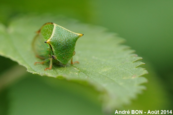 Buffalo Treehopper (Stictocephala bisonia)