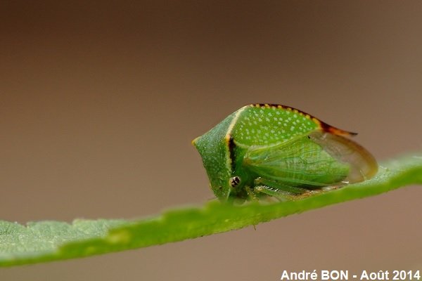 Buffalo Treehopper (Stictocephala bisonia)