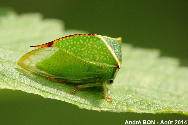 Buffalo Treehopper (Stictocephala bisonia)