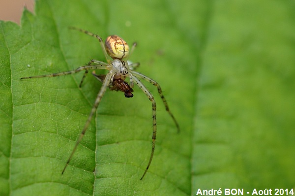 Metellina of the segmentata group (Metellina segmentata-mengei)