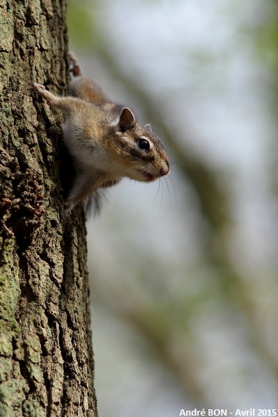 Siberian Chipmunk (Tamias sibiricus)