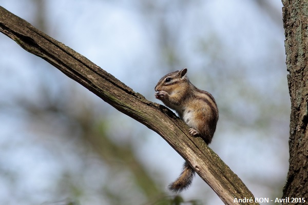 Siberian Chipmunk (Tamias sibiricus)