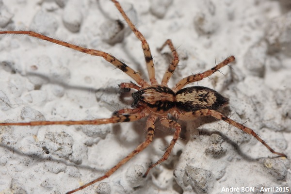 Buzzing Spider (Anyphaena accentuata)