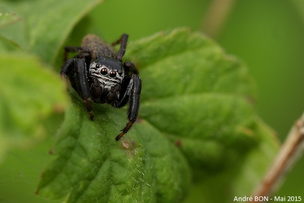 Evarcha arcuata