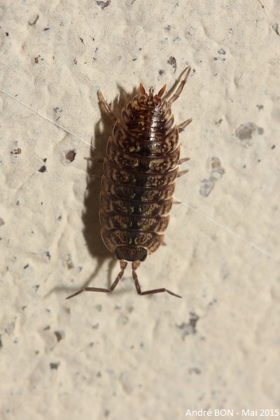 Common Shiny Sowbug (Oniscus asellus)