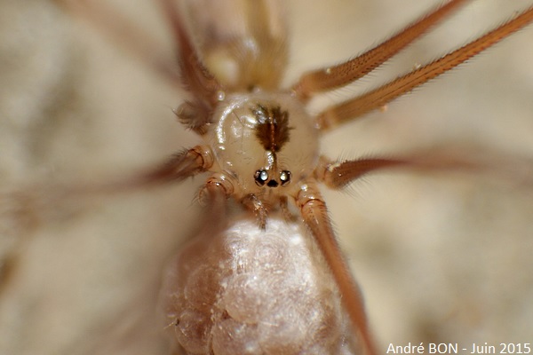 Pholque phalangide (Pholcus phalangioides)