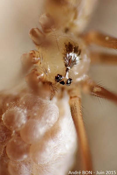 Pholque phalangide (Pholcus phalangioides)