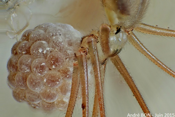 Pholque phalangide (Pholcus phalangioides)