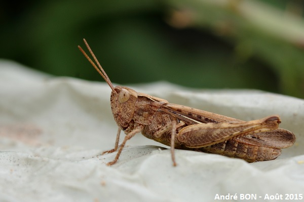 Chorthippus du groupe brunneus (Chorthippus brunneus-biguttulus-mollis)