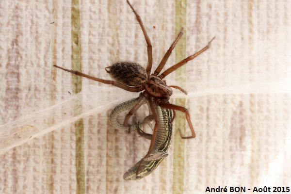 Dust Spider (Eratigena atrica)