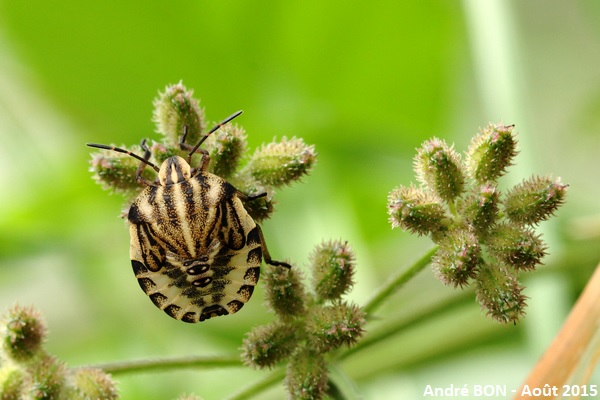 Italian Striped-Bug (Graphosoma italicum)
