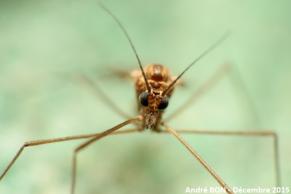 Dixidae sp.