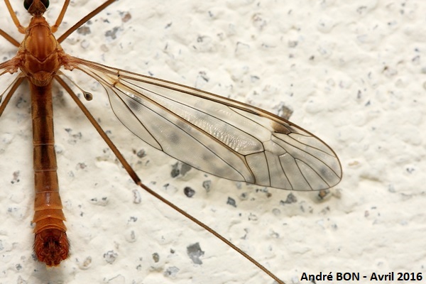 Tipules du sous-genre Lunatipula (Tipula (Lunatipula) sp)