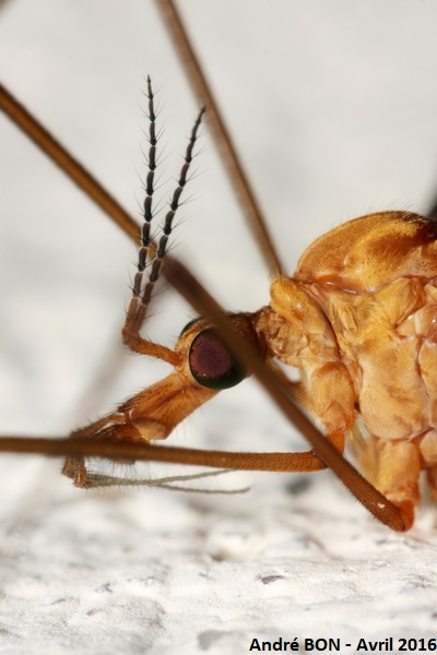 Tipules du sous-genre Lunatipula (Tipula (Lunatipula) sp)