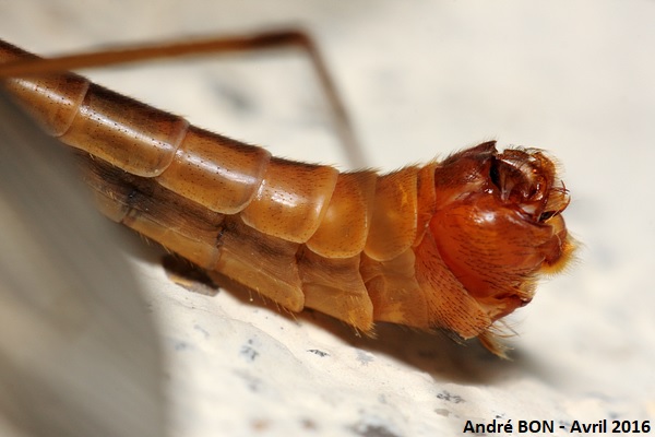 Tipules du sous-genre Lunatipula (Tipula (Lunatipula) sp)