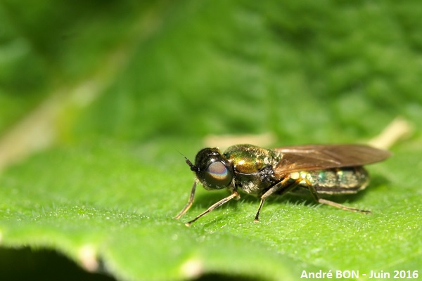 Chloromye agréable (Chloromyia formosa)