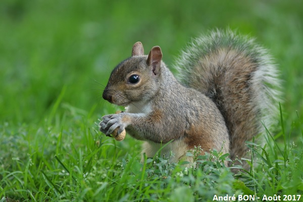 Combien d'écureuils à Central Park ?