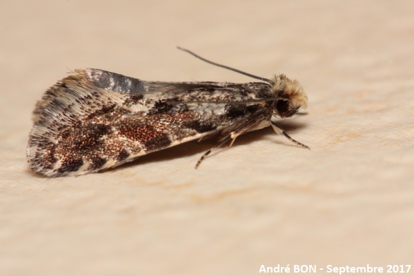 European Grain Moth (Nemapogon granella)
