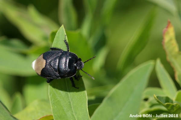 Punaise de l'Euphorbe (Cydnus aterrimus)