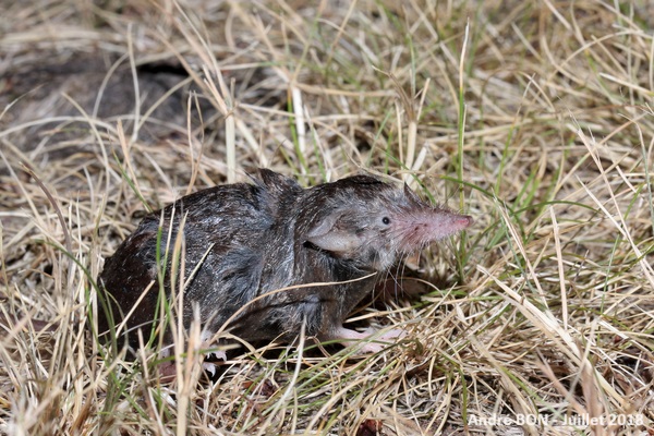 Crocidura sp.