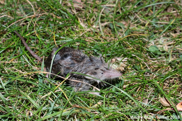 Crocidura sp.