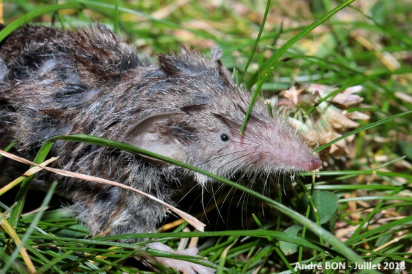 Crocidura sp.