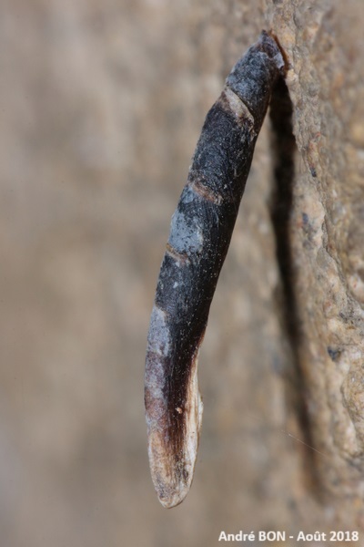 Coleophora albitarsella