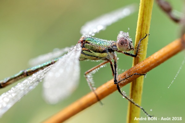 Leste vert (Chalcolestes viridis)