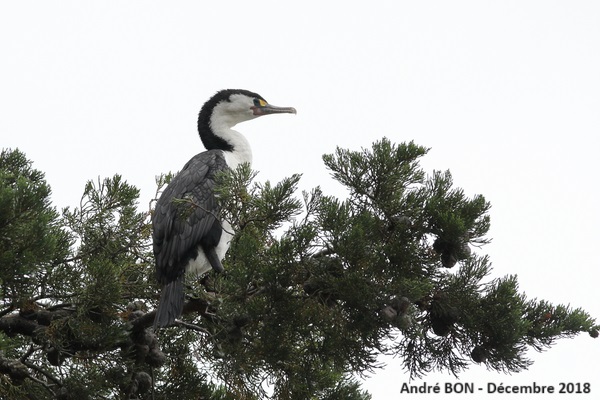 Cormoran varié (Phalacrocorax varius)