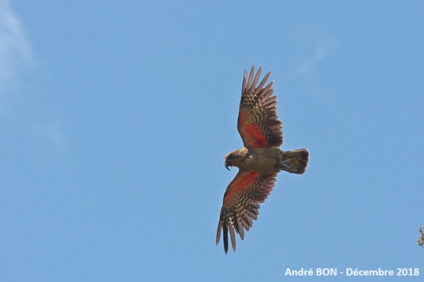 Nestor kéa (Nestor notabilis)