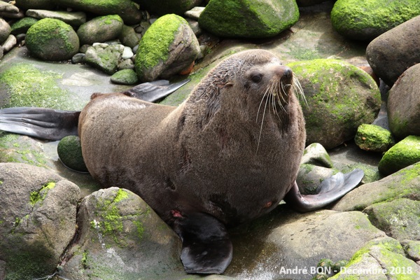 Otarie à fourrure de Nouvelle  Zélande (Arctocephalus forsteri)