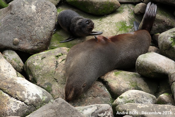 Otarie à fourrure de Nouvelle  Zélande (Arctocephalus forsteri)