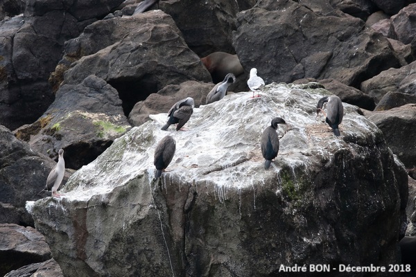 Cormoran moucheté (Phalacrocorax punctatus)