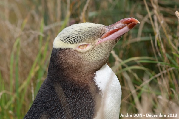 Manchot antipode (Megadyptes antipodes)