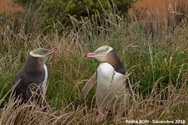 Manchot antipode (Megadyptes antipodes)