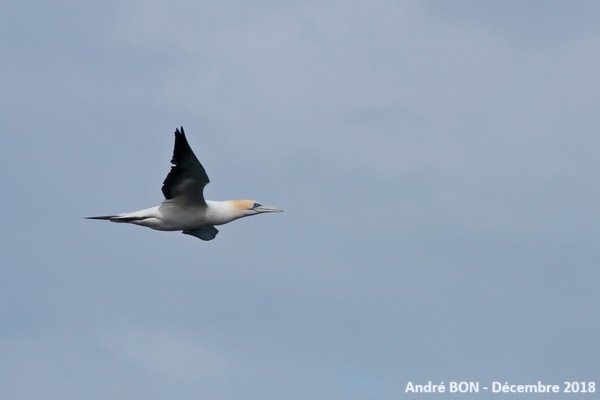 Fou austral (Morus serrator)