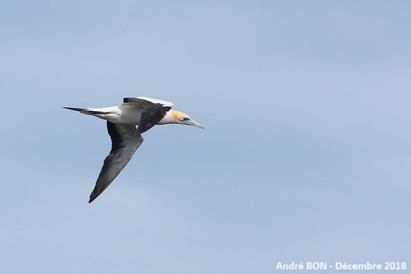 Fou austral (Morus serrator)