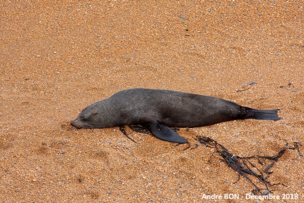 Otarie à fourrure de Nouvelle  Zélande (Arctocephalus forsteri)