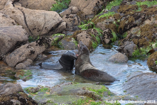 Otarie à fourrure de Nouvelle  Zélande (Arctocephalus forsteri)