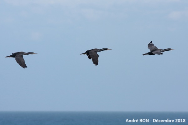 Cormoran moucheté (Phalacrocorax punctatus)