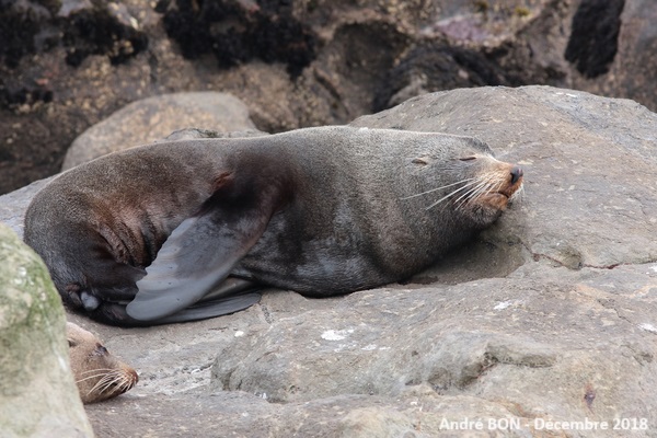 Otarie à fourrure de Nouvelle  Zélande (Arctocephalus forsteri)