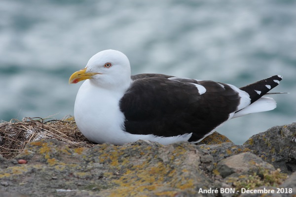 Goéland dominicain (Larus dominicanus)