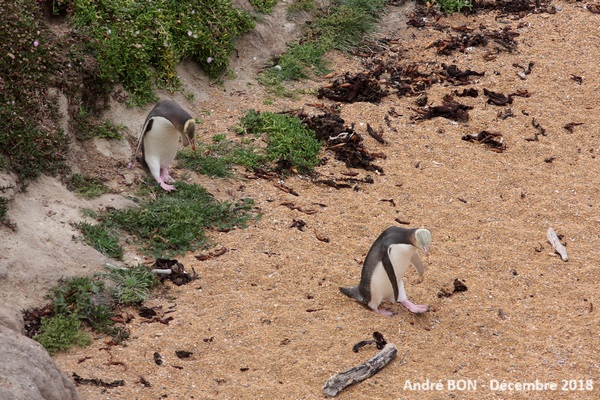 Manchot antipode (Megadyptes antipodes)