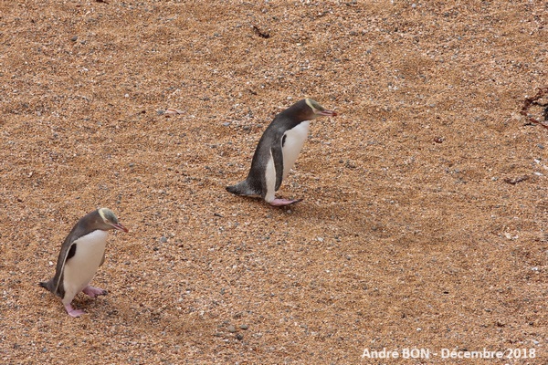 Manchot antipode (Megadyptes antipodes)