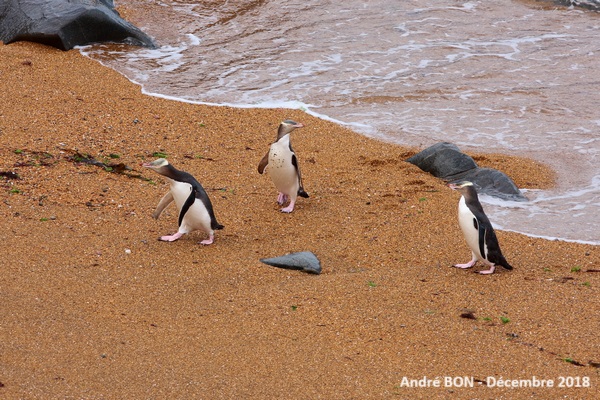 Manchot antipode (Megadyptes antipodes)