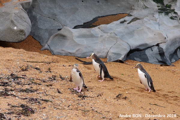 Manchot antipode (Megadyptes antipodes)