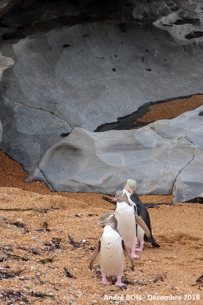 Manchot antipode (Megadyptes antipodes)