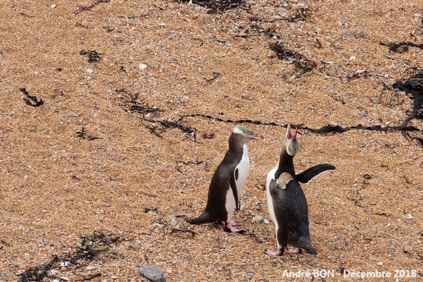 Manchot antipode (Megadyptes antipodes)