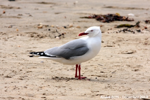 Chroicocephalus novaehollandiae scopulinus