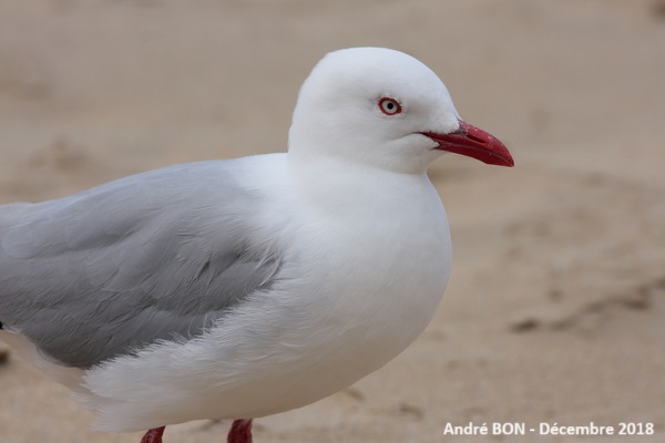 Chroicocephalus novaehollandiae scopulinus